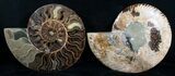 Beautiful Wide Split Ammonite Pair #5951-1